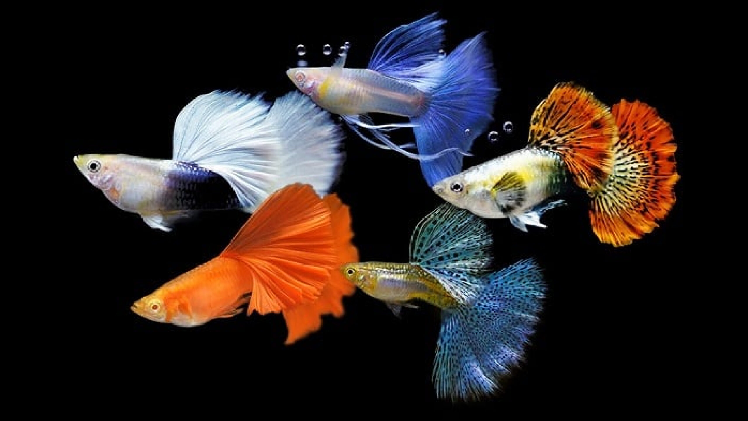Colorful guppies swimming gracefully