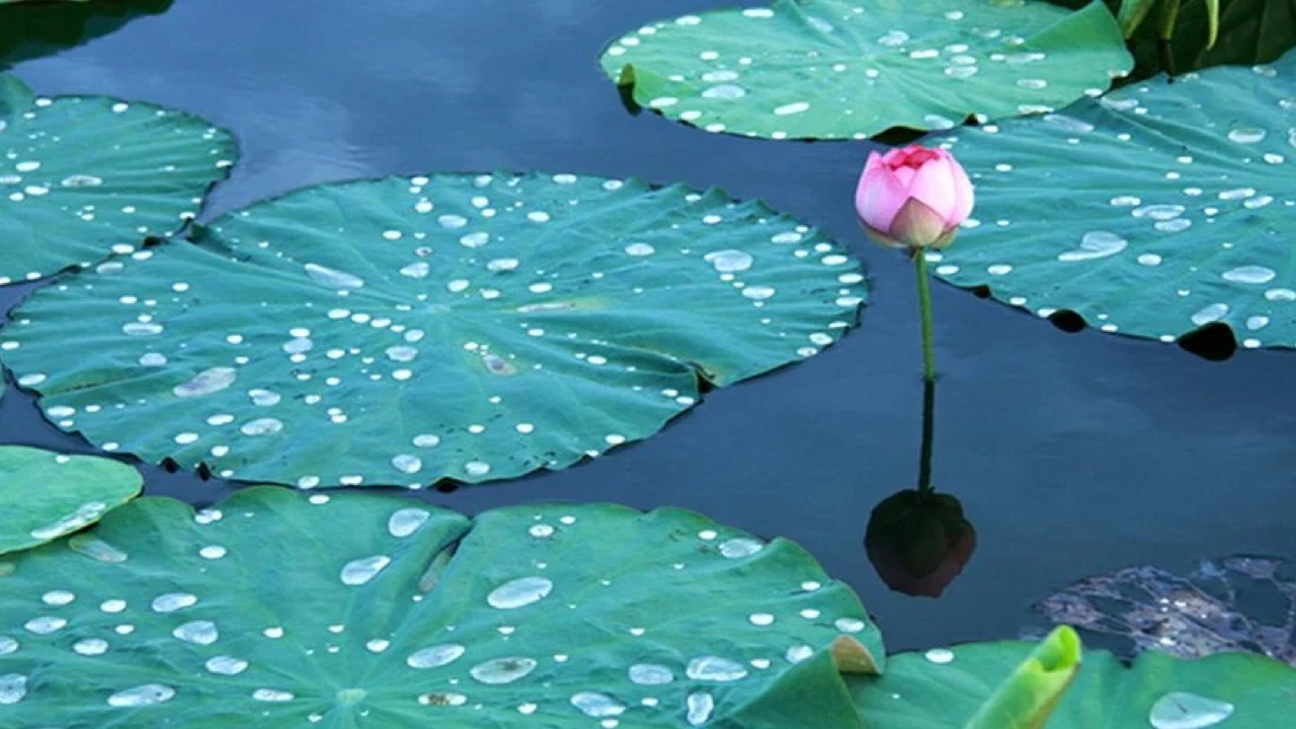 Hoa sen – Thanh cao giữa bùn lầy