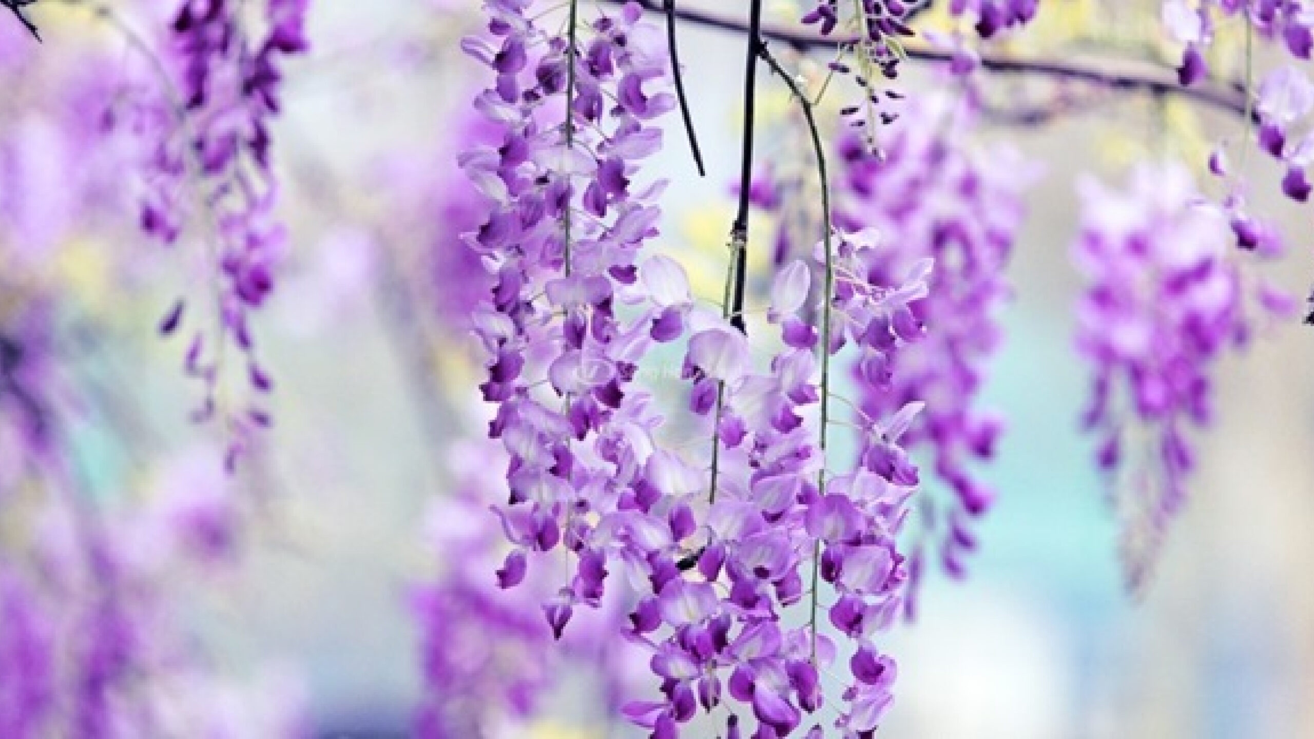 Hoa tử đằng – Dải lụa tím mộng mơ