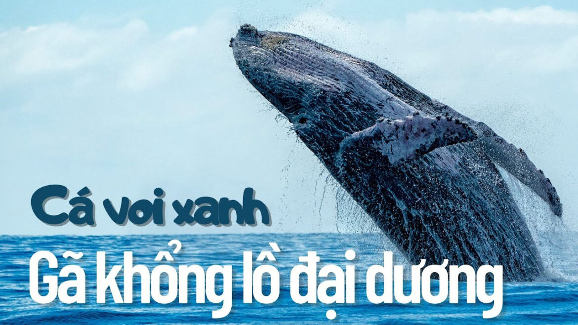 Cá voi xanh – Gã khổng lồ của đại dương