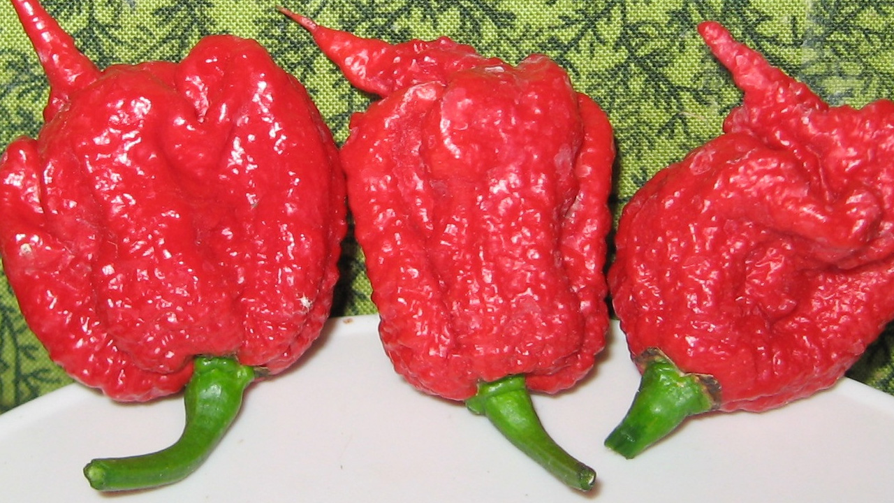 Carolina Reaper – Đỉnh Cao Của Cay Đắng Và Danh Tiếng