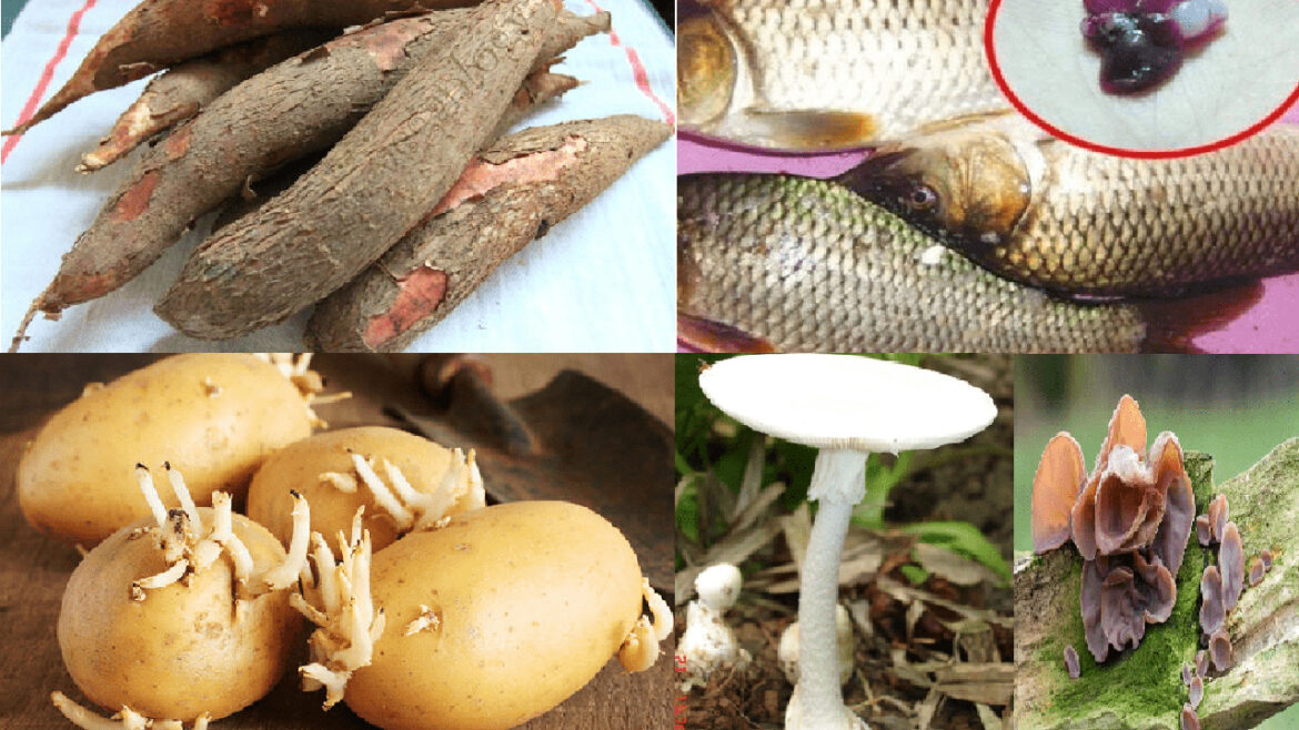 Chất độc tự nhiên gây chấn động: độc tố từ thực vật và nấm
