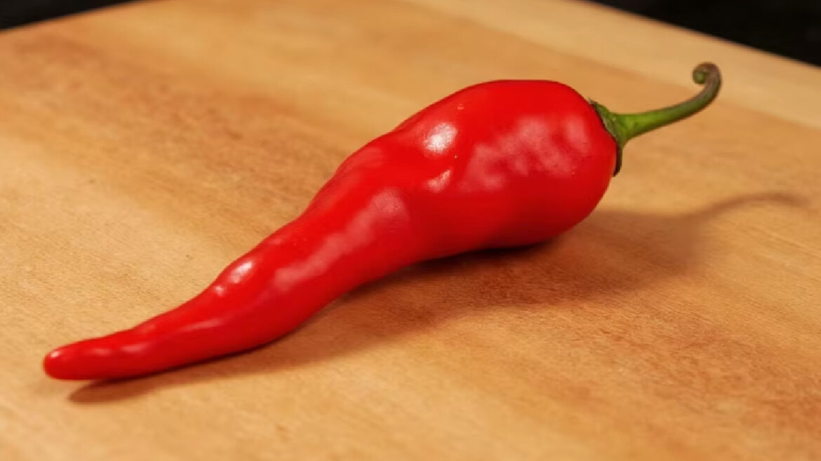 Trinidad Moruga Scorpion – Nụ Hôn Của Lửa