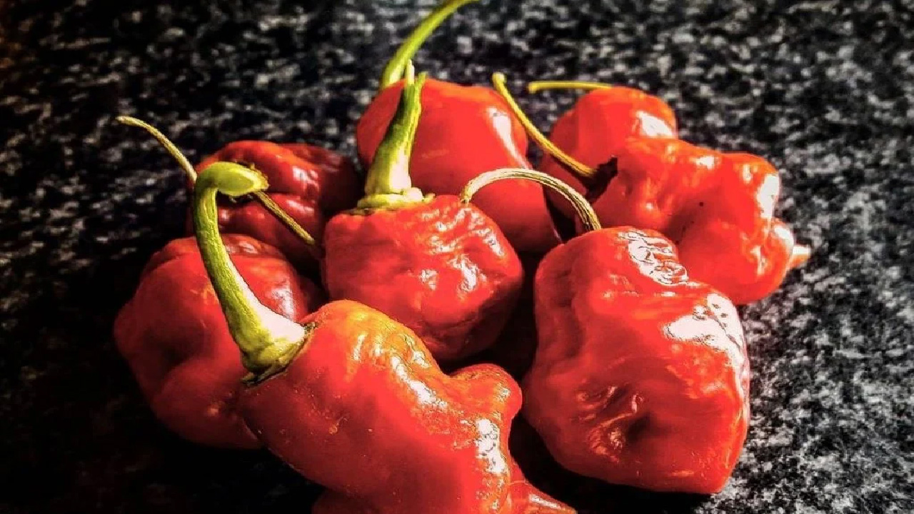 Naga Viper – Sự Lai Tạo Của Sức Mạnh