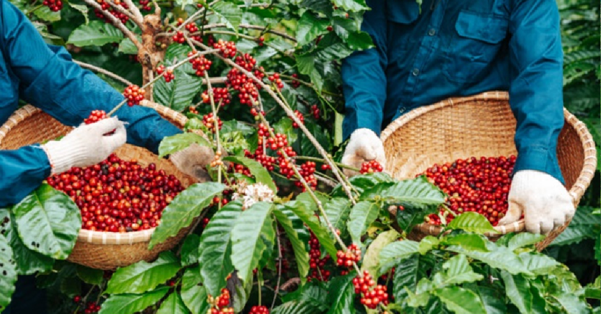Đắk Lắk – Vùng Đất Của Năng Lượng Và Cà Phê