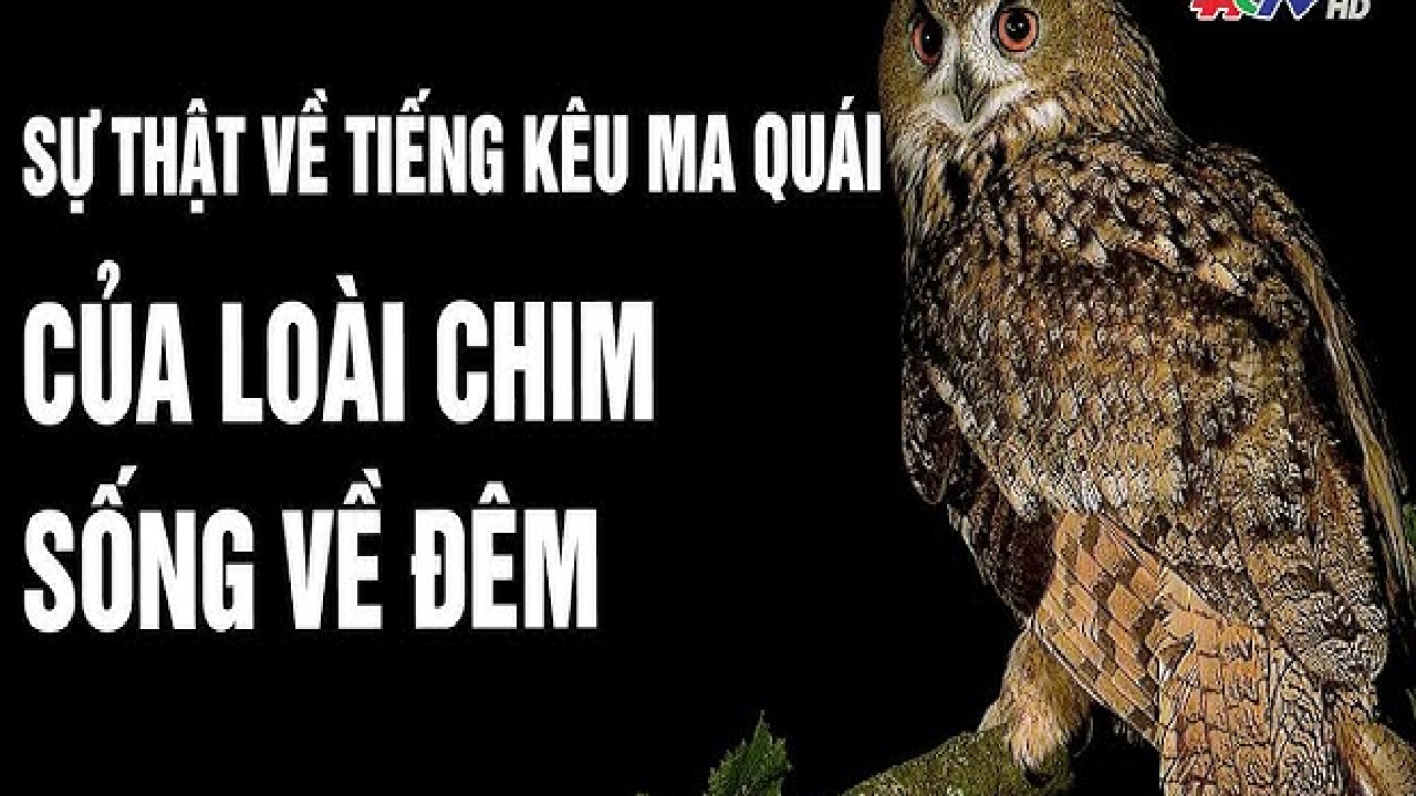 Khi Âm Thanh Từ Lòng Đất Khiến Thế Giới Run Rẩy