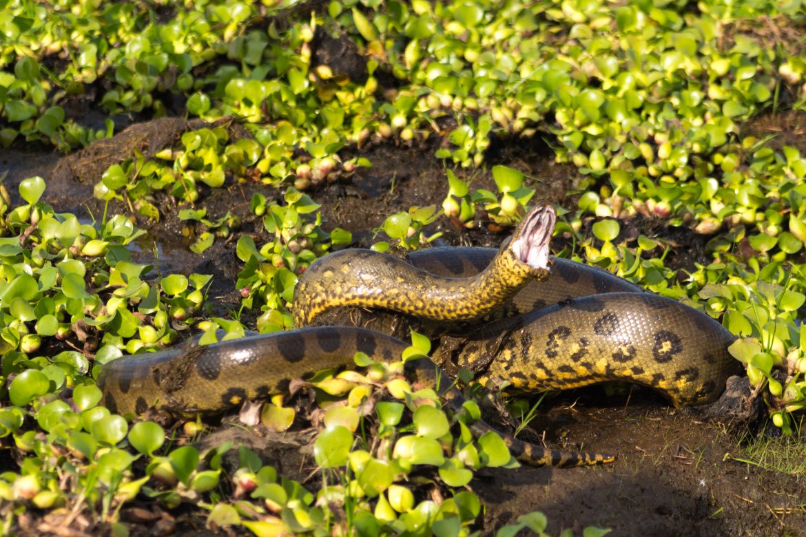Trăn khổng lồ Anaconda trong rừng mưa nhiệt đới