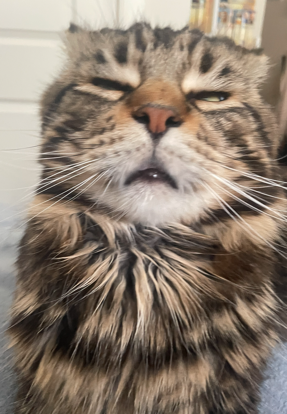 Chú mèo Maine Coon khổng lồ với bộ lông dày mềm mại