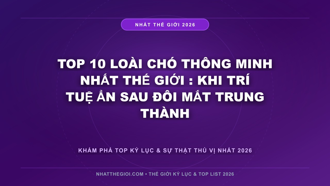 Hình ảnh kỷ lục Top 10 Loài Chó Thông Minh Nhất Thế Giới mới nhất 2026