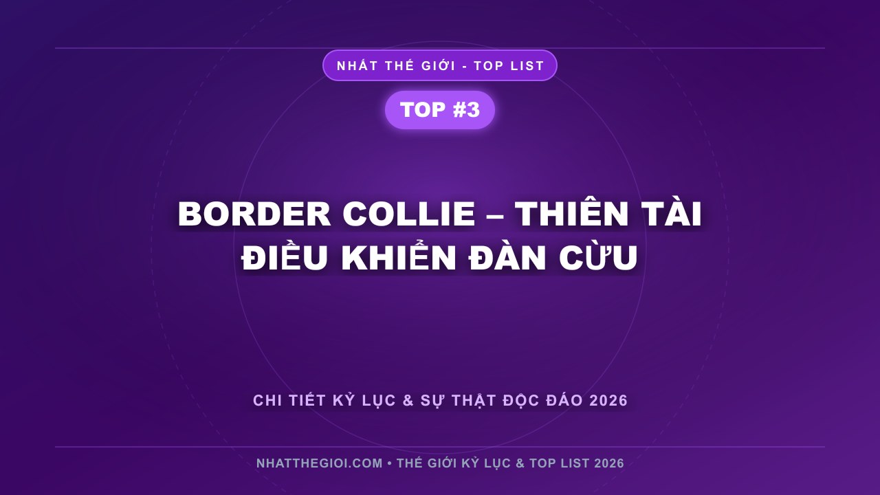 Border Collie – Thiên tài điều khiển đàn cừu - Top 10 Loài Chó Thông Minh Nhất Thế Giới – Khi Trí Tuệ Ẩn Sau Đôi Mắt Trung Thành