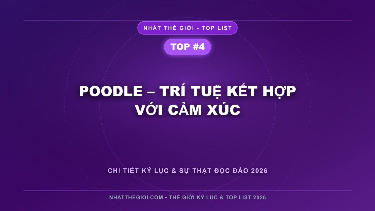 Poodle – Trí tuệ kết hợp với cảm xúc - Top 10 Loài Chó Thông Minh Nhất Thế Giới – Khi Trí Tuệ Ẩn Sau Đôi Mắt Trung Thành